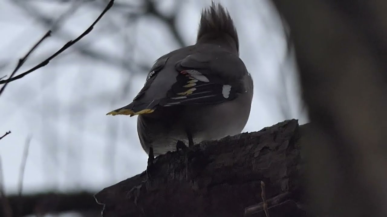 Pestvogel, slechtvalk met prooi, ijsvogel, #136, waxwing, peregrine falcon with prey, kingfisher