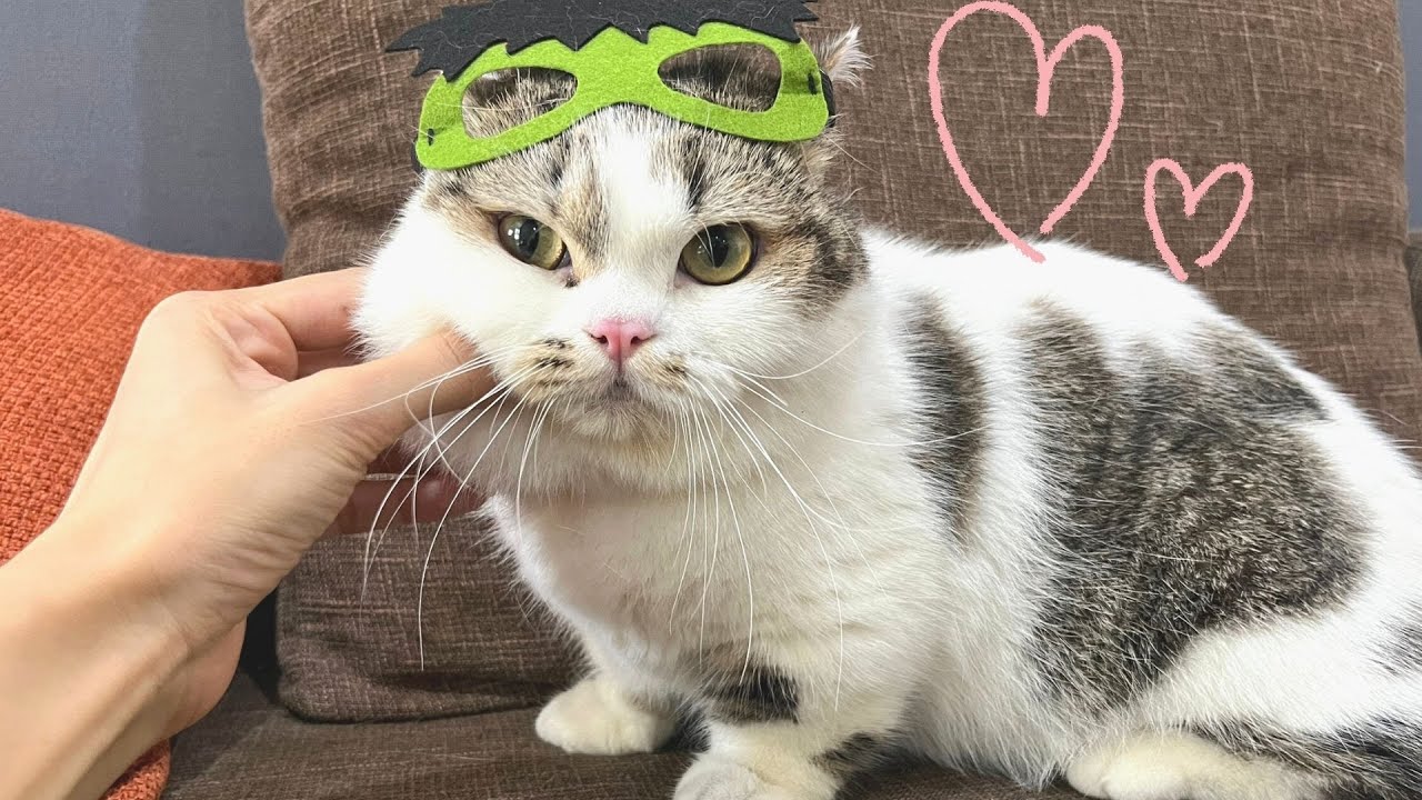 Meowisthebest - Bữa Ăn Màu Hồng