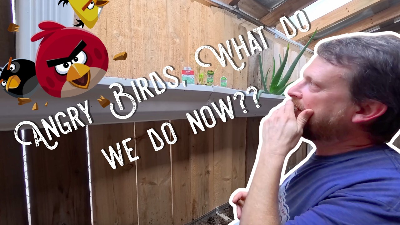 Seedlings Update! | Bird Issues