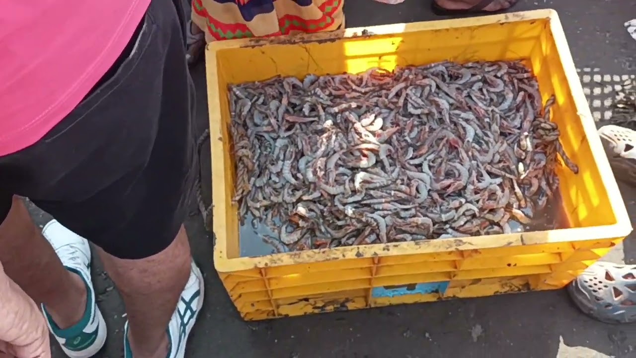 Biggest fish market in Dapoli | harnai fish market