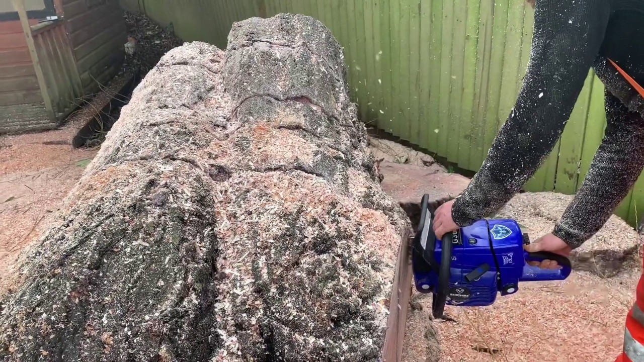 Farmertec g366 and Stihl Ms660 cutting big buttress