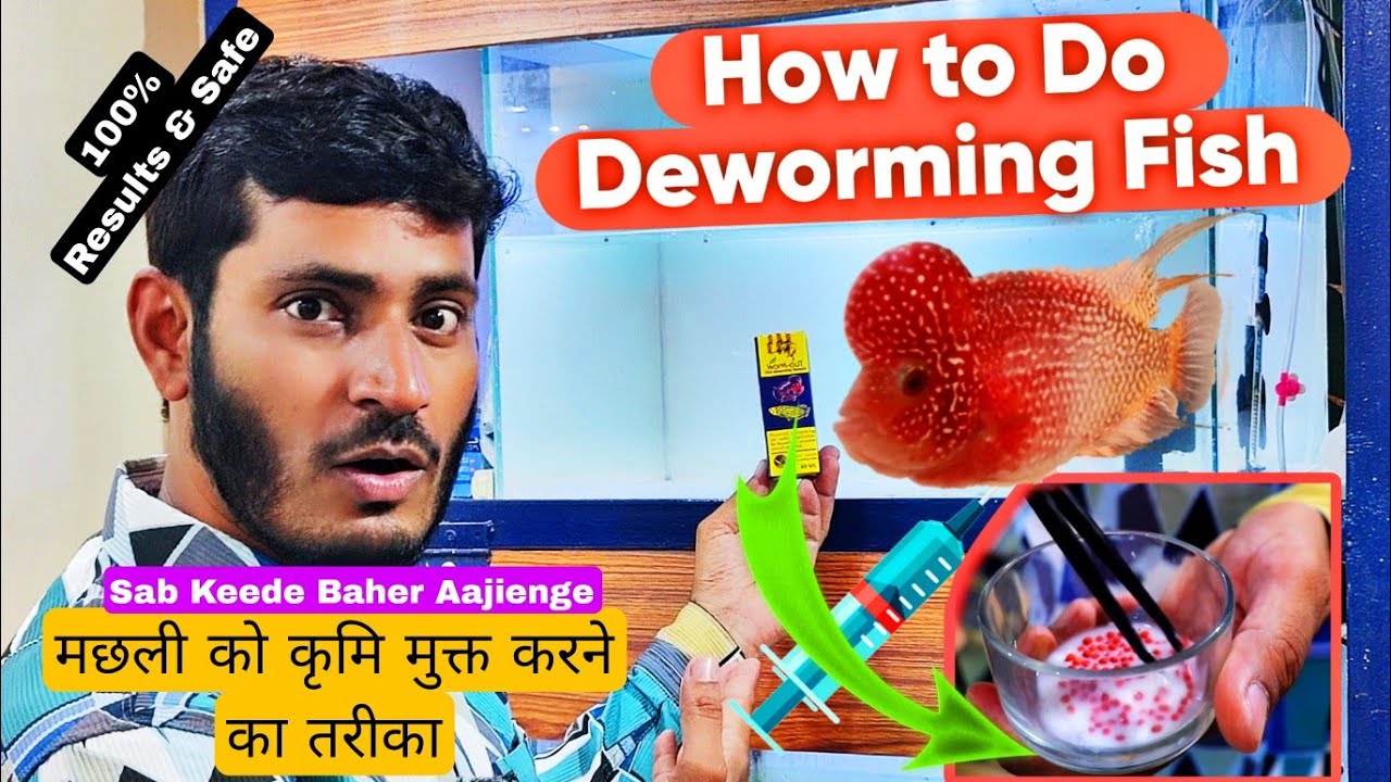 How to Deworm Flowerhorn fish? How to treat internal Parasite |Kamfa | Flowerhorn| Arowana | Turtles