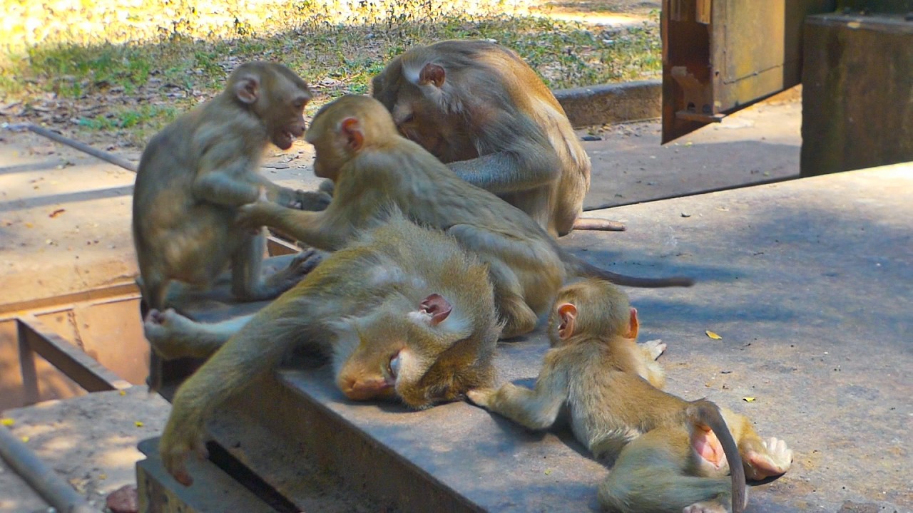 This is why monkey Lucie won't relax with Mama Luna when Luno & Lynx are here