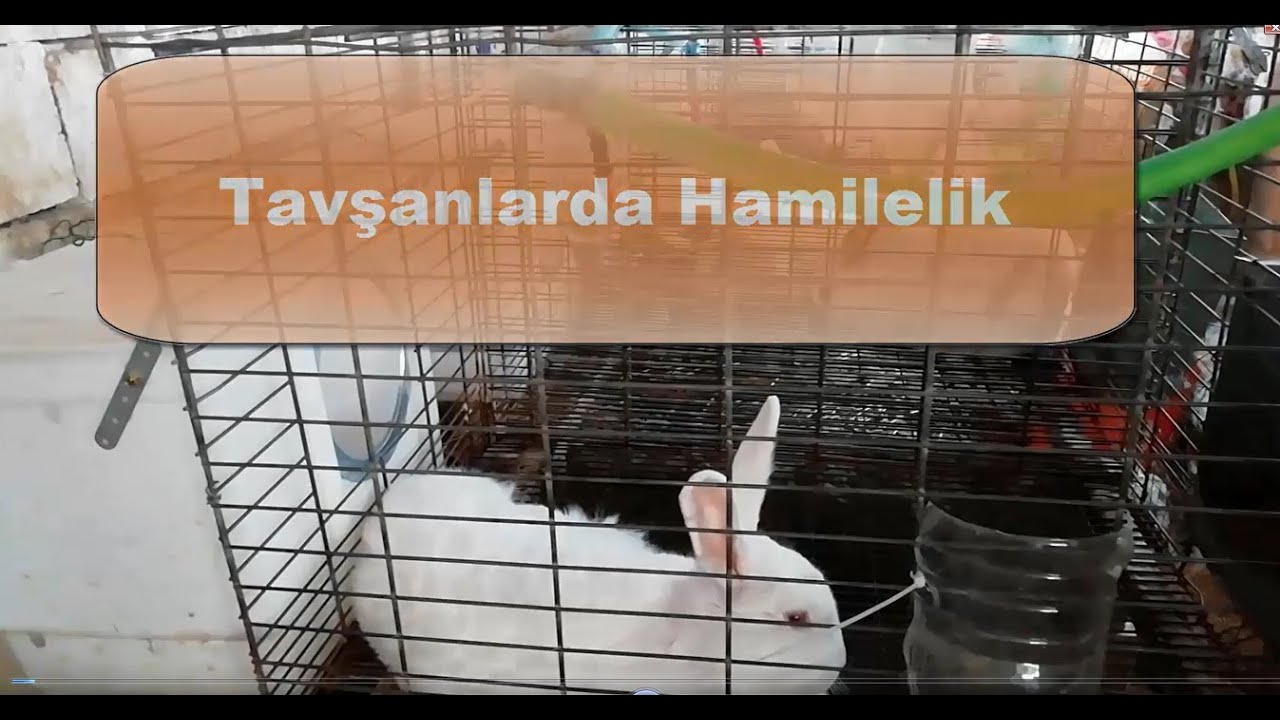 Tavşanlarda Hamilelik Tespit Bakım