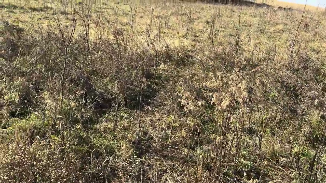 Seeding with native pasture seeds in November of 2025 that was skipped seeding in 2022 with no till 