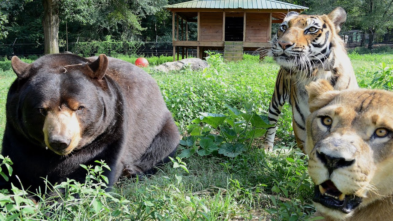 A bear lived with lion and tiger. Guess what they did to each other.