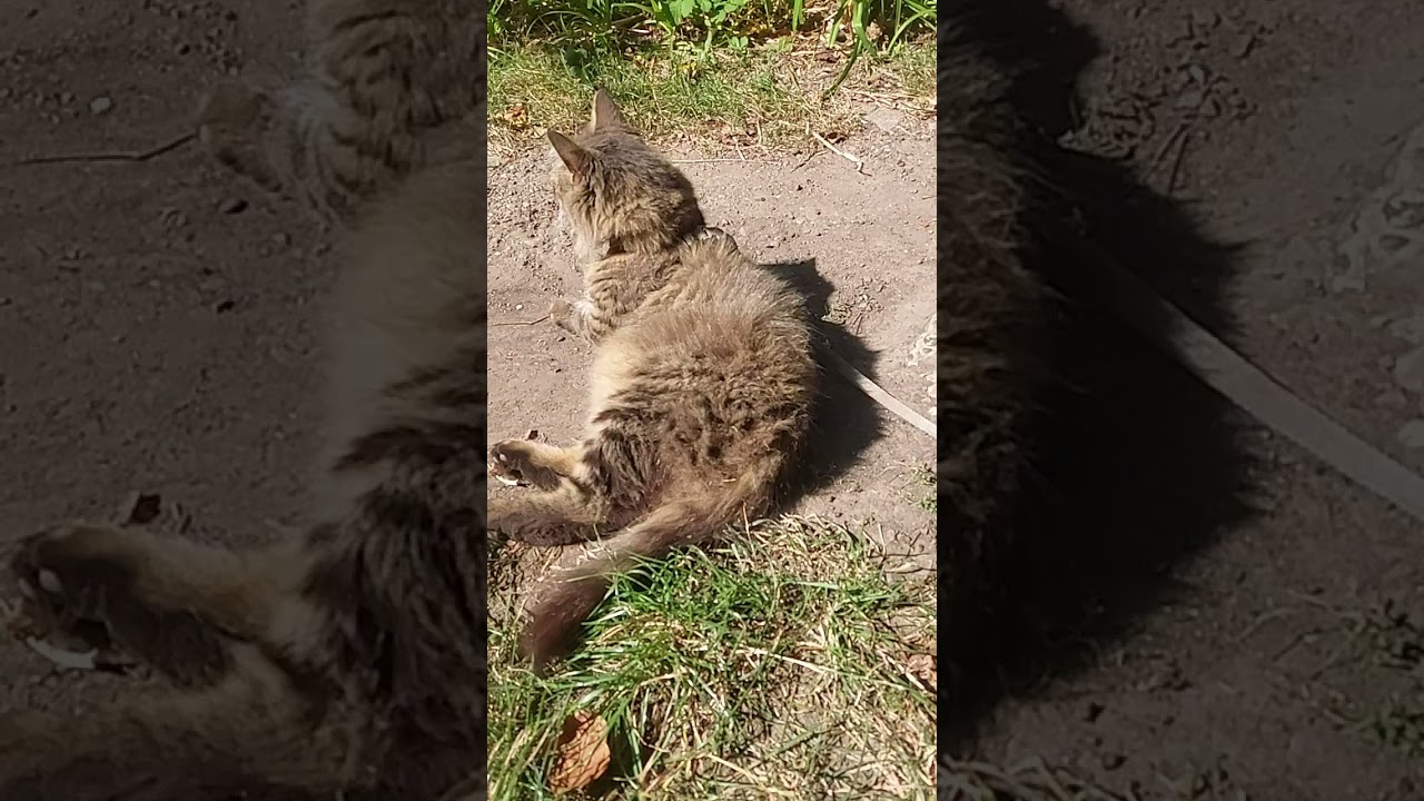 Котик 