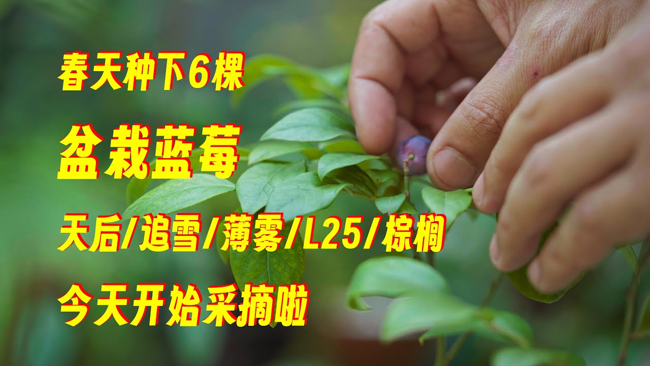 今年春天种下的6棵盆栽蓝莓，今天开始采摘了，天后追雪薄雾L25棕榈，你喜欢哪个蓝莓品种？#蓝莓 #蓝莓种植 #蓝莓采摘 #盆栽蓝莓 #园艺 #园艺种植 #盆栽果树