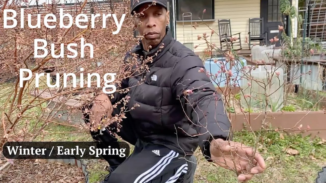Pruning Blueberry Bush  -  Winter / Early Spring