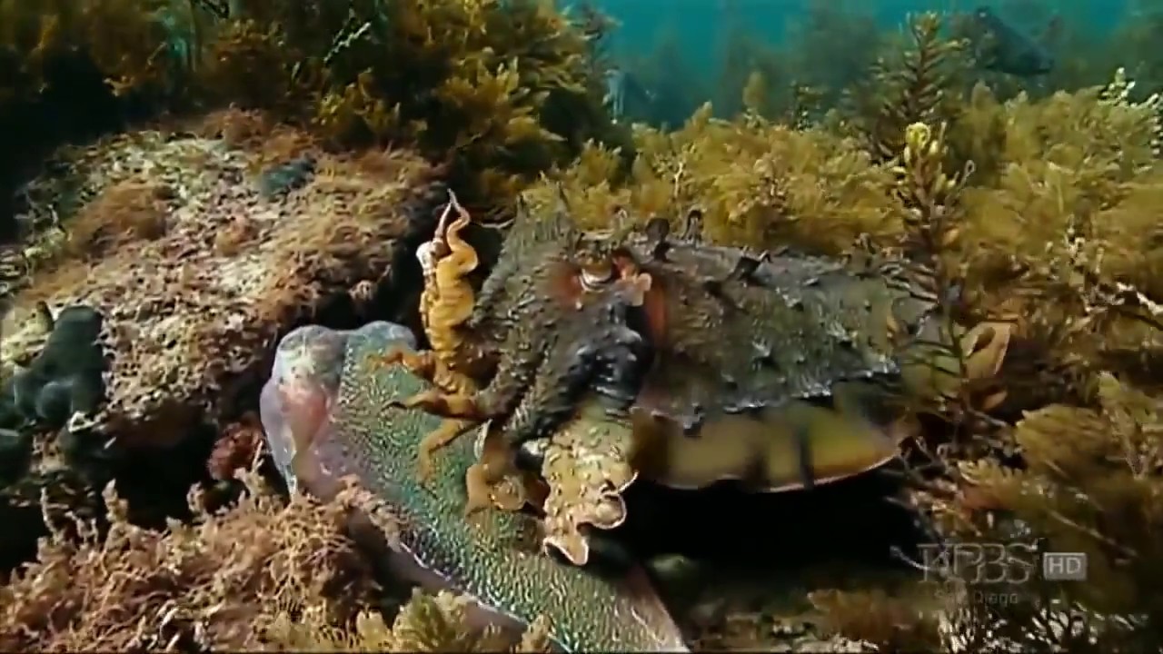 HD 2017 PBS NOVA Documentary - KING'S OF CAMOUFLAGE