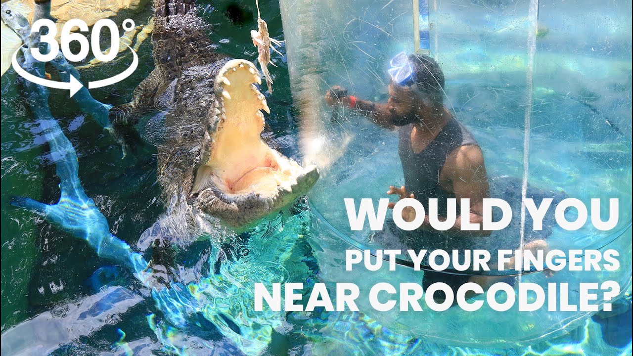 CAGE OF DEATH: VR 360 Video | Swimming with a Crocodile - Can you survive? (Touch the screen & move)