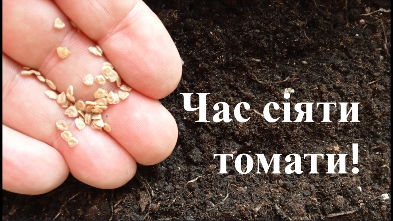Найкращі дні для висіву насіння томатів на весні у 2026 році.