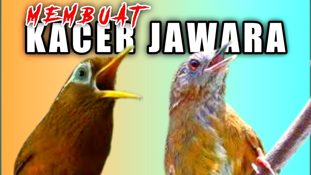 Suara wambi alam liar mewah cocok untuk masteran burung kacer full isian mewah