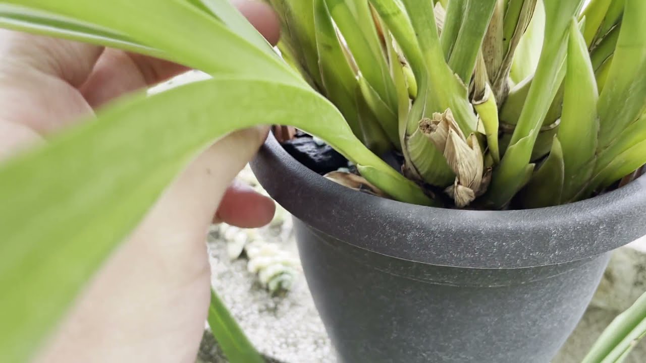 MIS CYMBIDIUM EMPIEZAN LA FLORACION