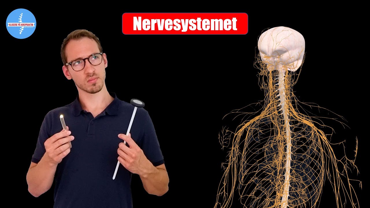 Derfor undersøger kiropraktoren nervesystemet