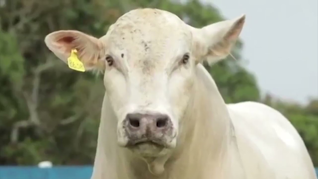 CANCHIM COM NELORE? VEJA SE ESSA MISTURA DÁ BEZERROS PESADOS E PRECOCES