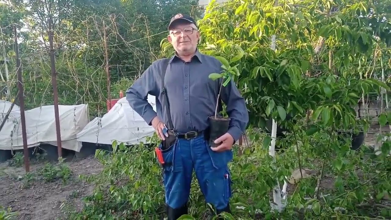 Остання хурма посаджена!!!