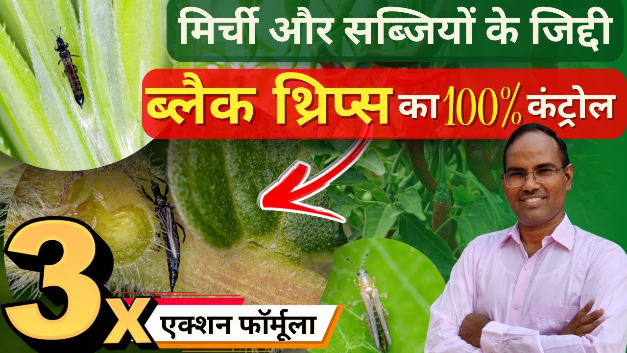 Thrips Control in chilli | सब्जियों के जिद्दी ब्लैक थ्रिप्स 100% कंट्रोल |Best Insecticides