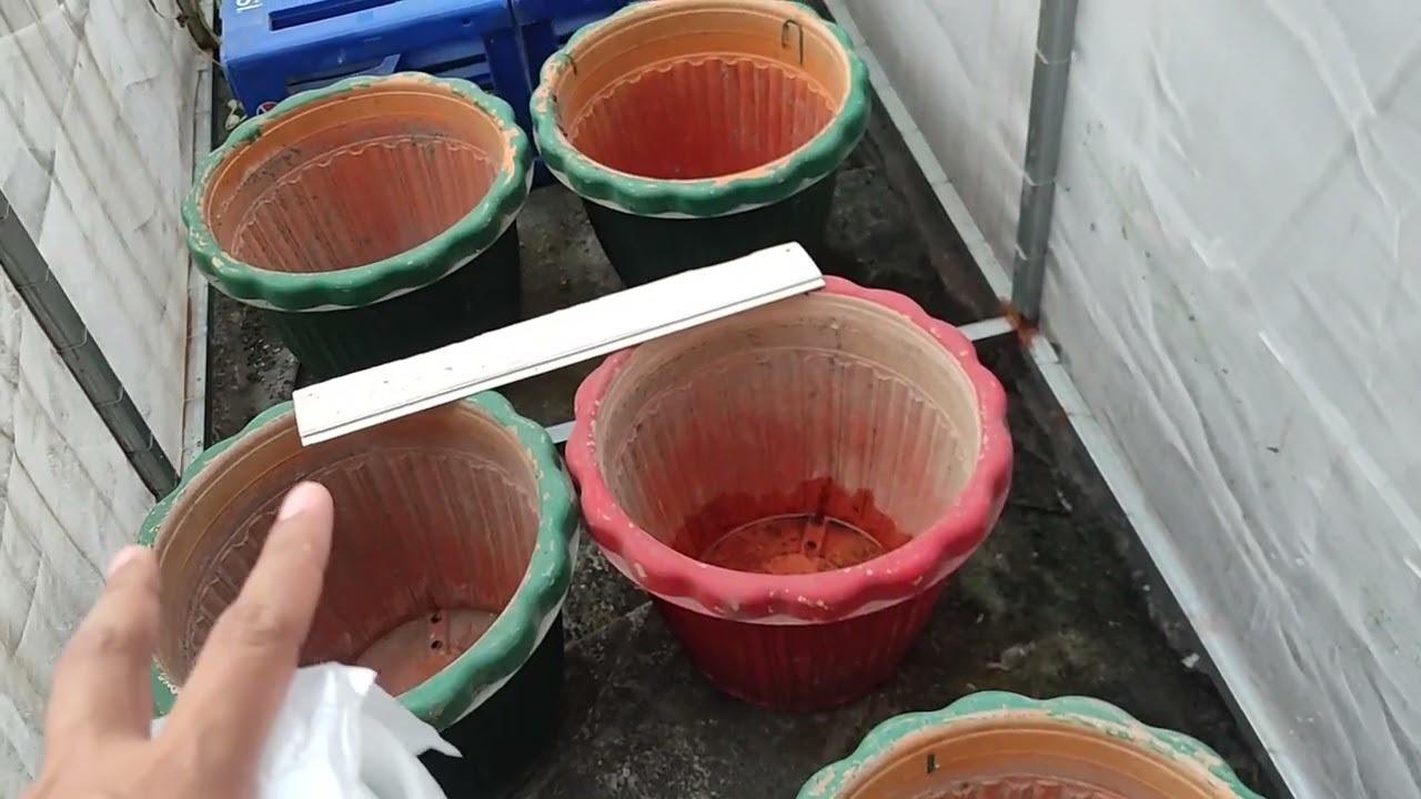 01-13-2026 more than 50% harvested on Batch36