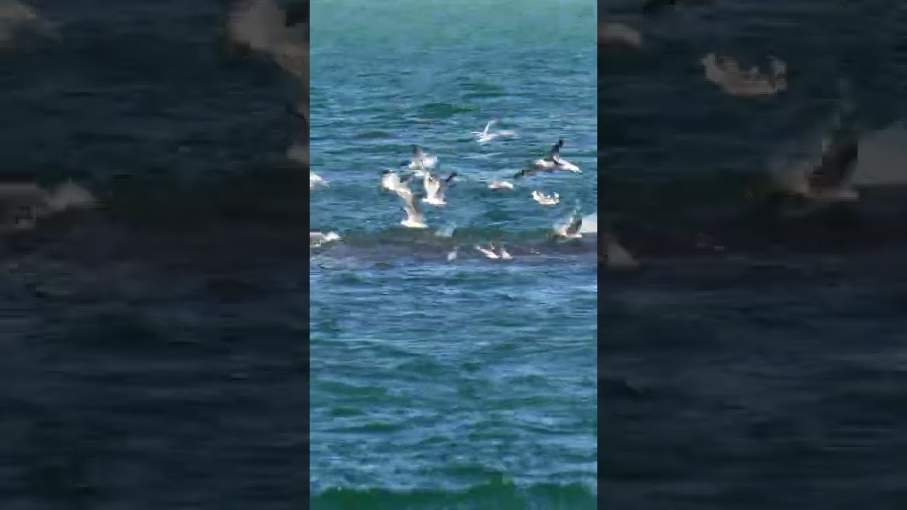Rain bait 🙌 when they gather in the millions our favorite gamefish show up 