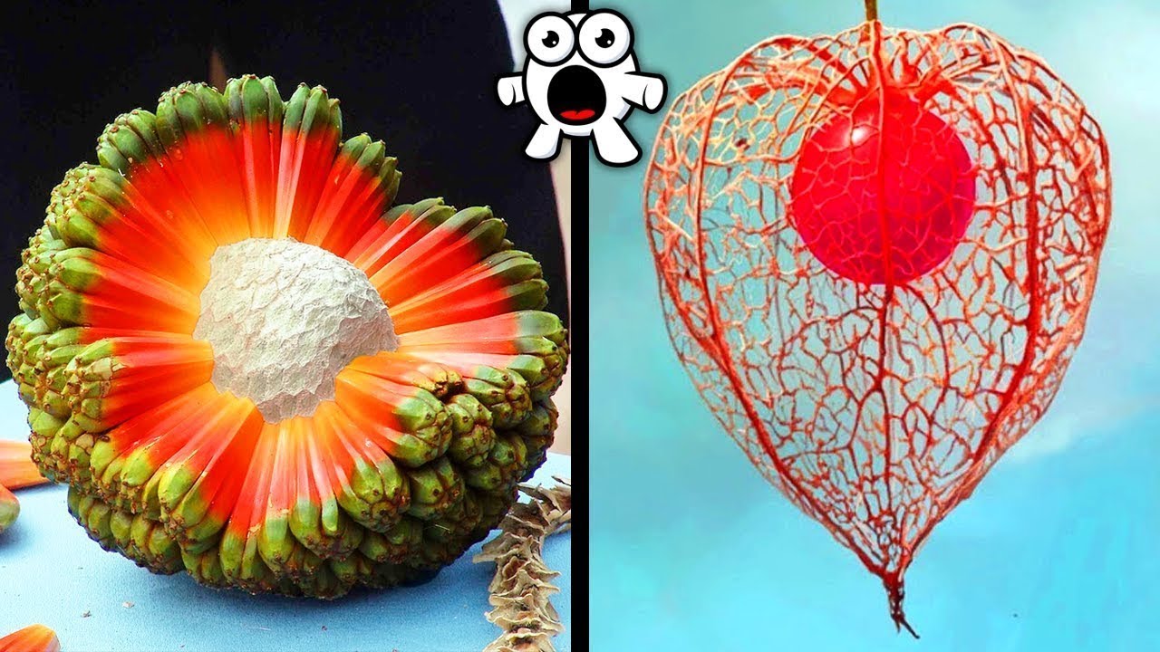 Locas E Increíbles Frutas Que Debes Conocer