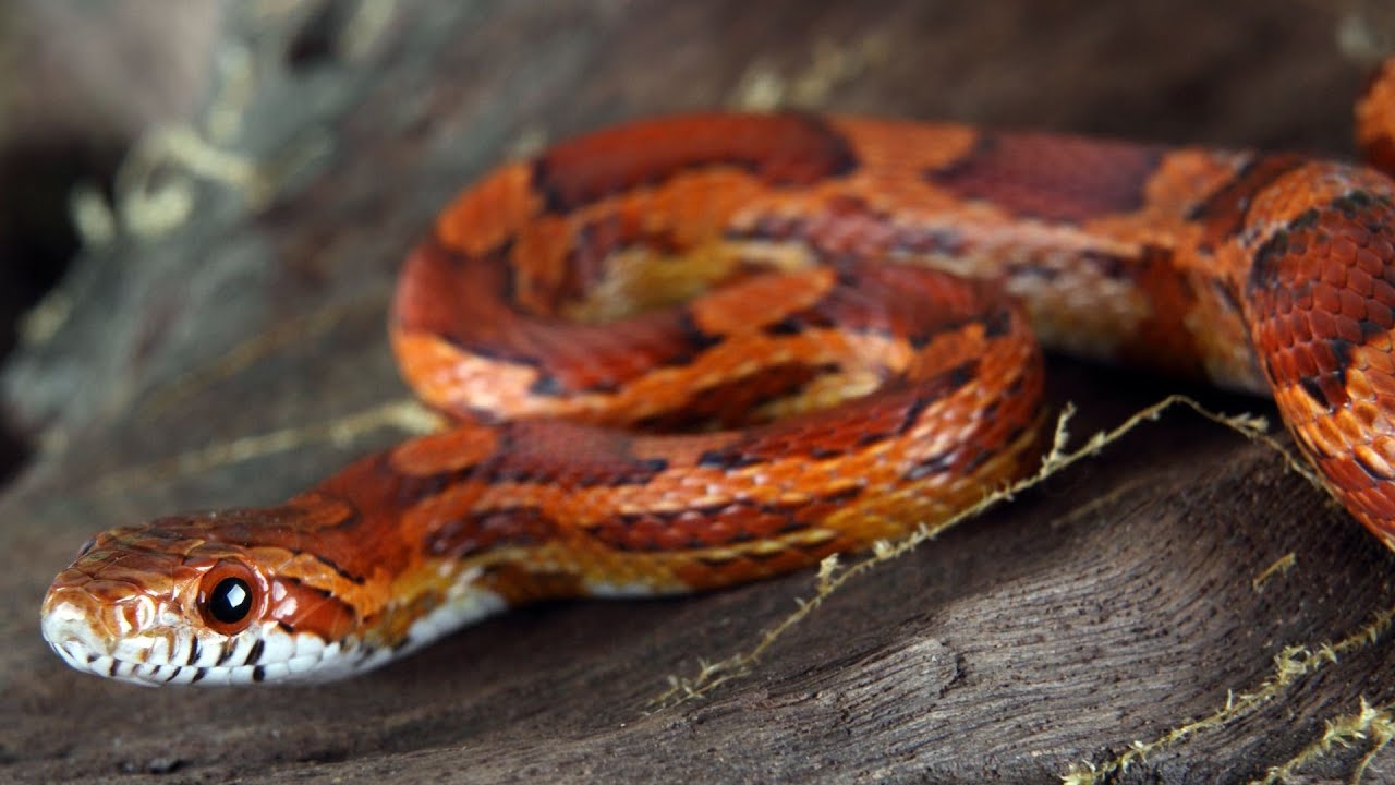 How to Take Care of a Corn Snake | Pet Snakes