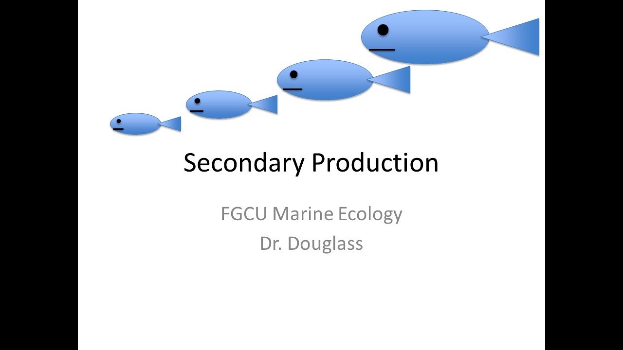 Marine Ecology Lecture: Secondary Production