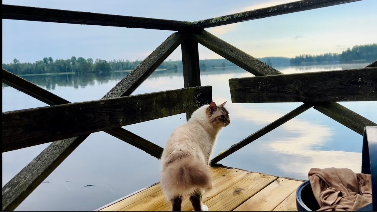 Walking with my cat. From the traditional red Swedish cabin to serene lake. 