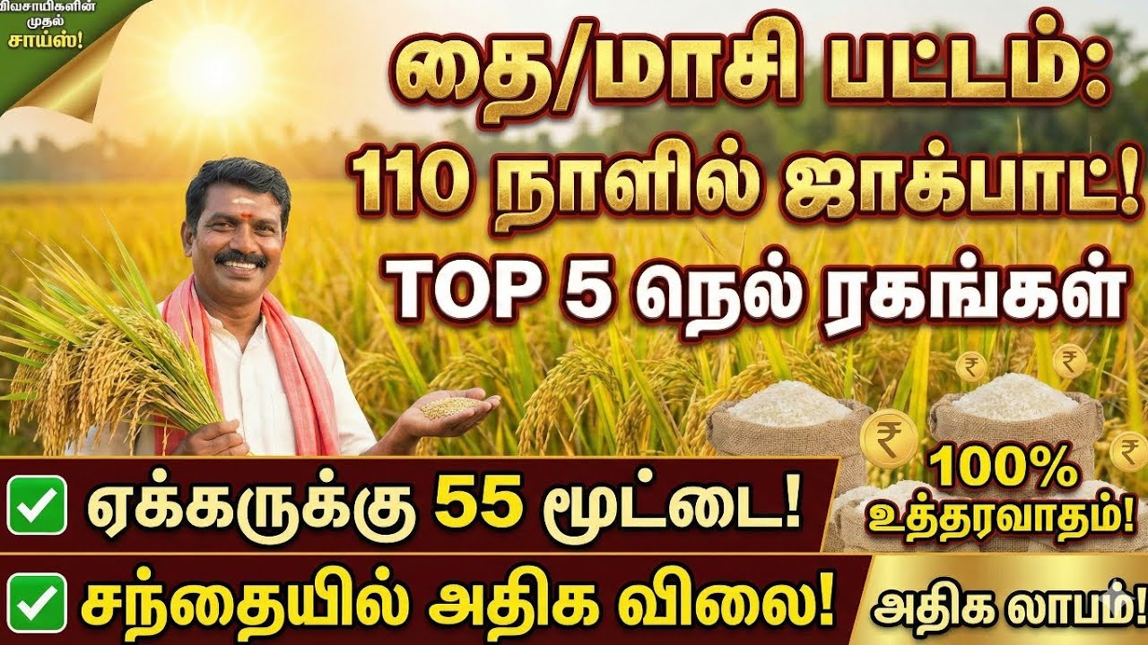 🌾110 நாளில் அறுவடை | தை & மாசி பட்டத்தில் நடவு செய்ய சிறந்த 5 நெல் ரகங்கள் | Top 5 Paddy Varieties 🌱