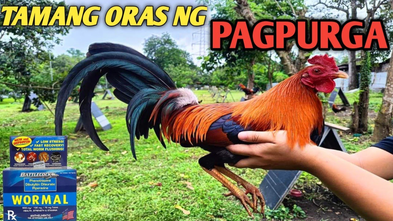 Pagpupurga ng gabi maganda nga ba?