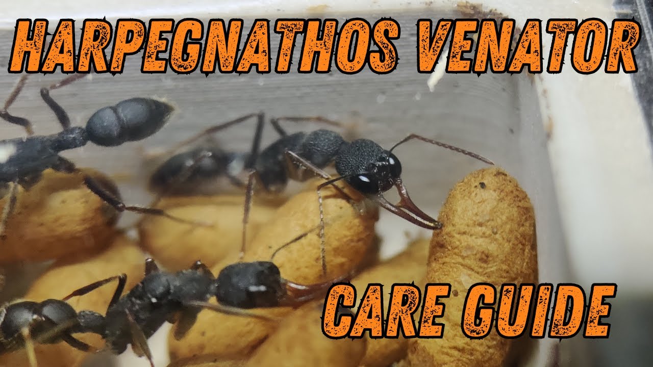 Harpegnathos Venator Care Guide
