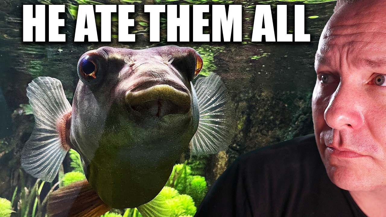 What happened when i added a PREDATOR FISH to my 700 gallon community aquarium - the king of DIY