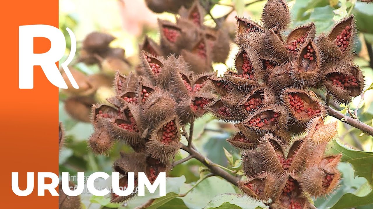 Paranacity é a capital do urucum