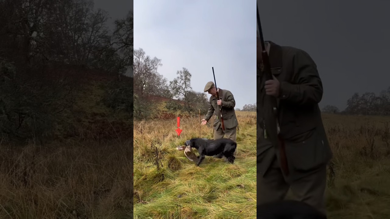 Driven Pheasant Shooting with a Labrador Retriever peg dog.
