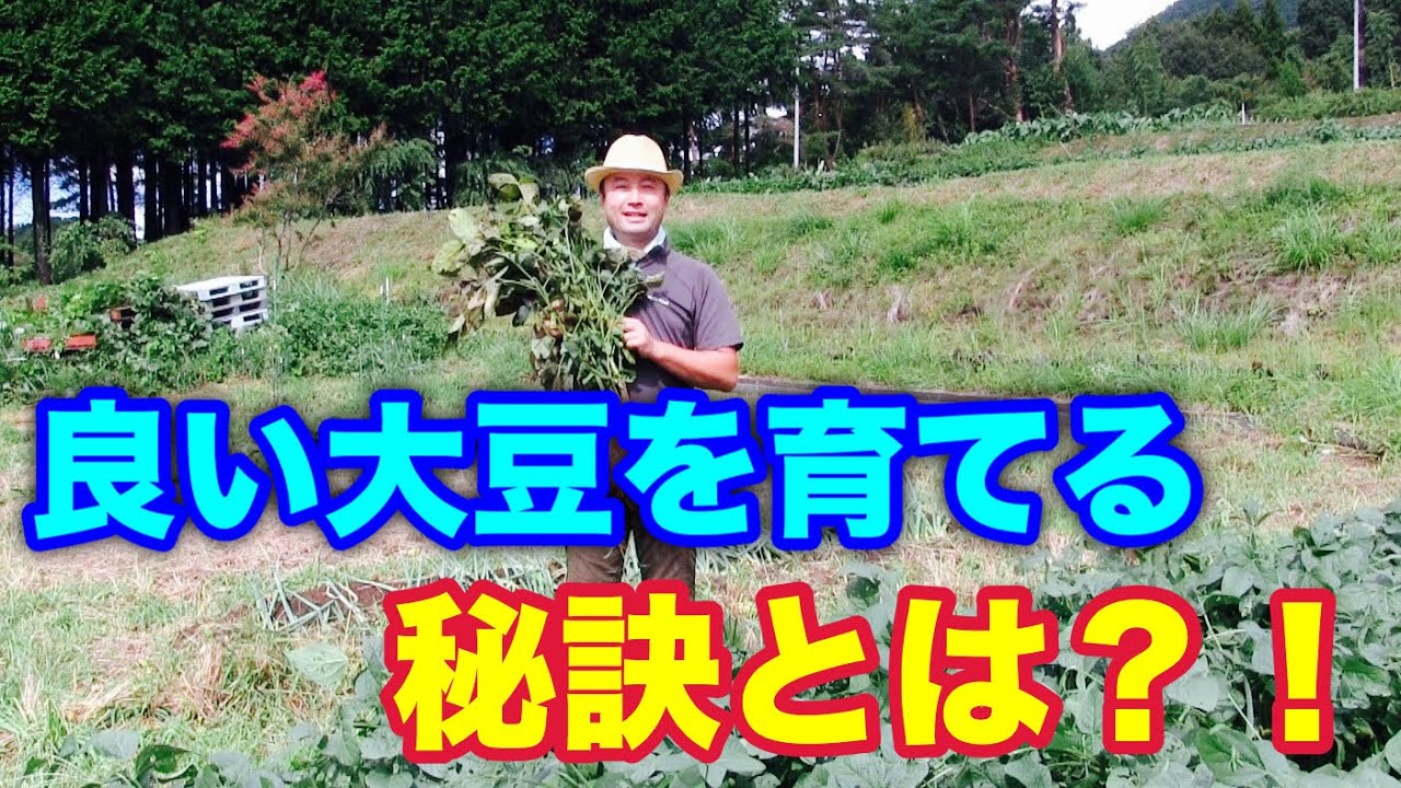 #4【竹内さんが語る】大豆の根粒菌の働きについて
