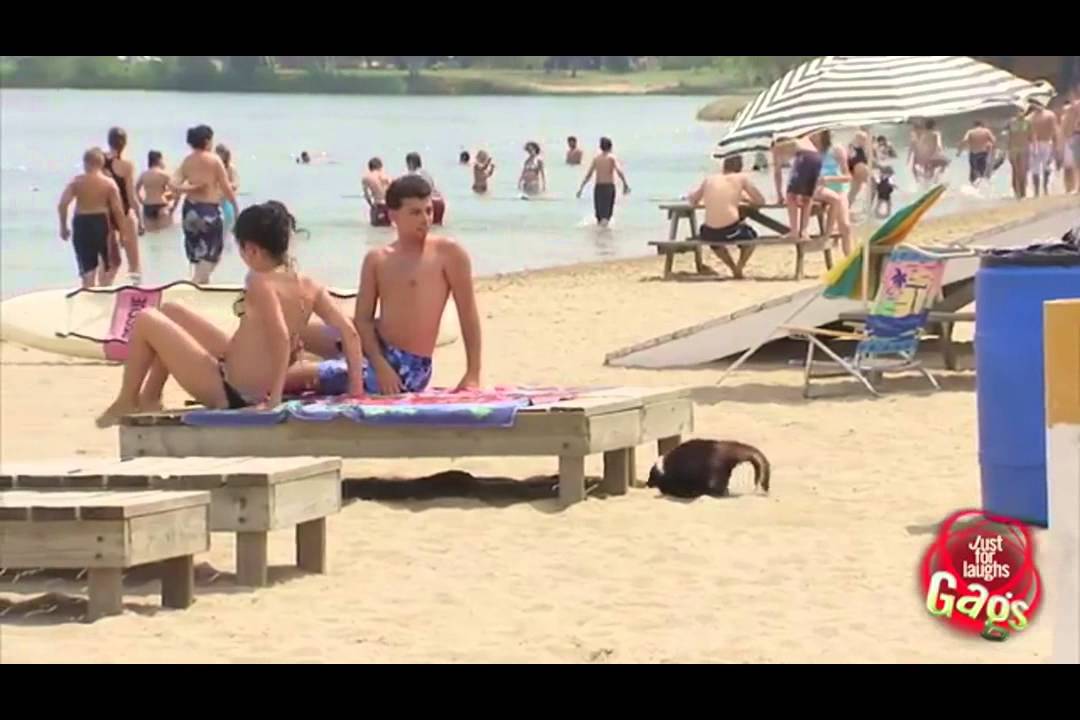 Skunk on the beach prank   Just For Laughs Gags
