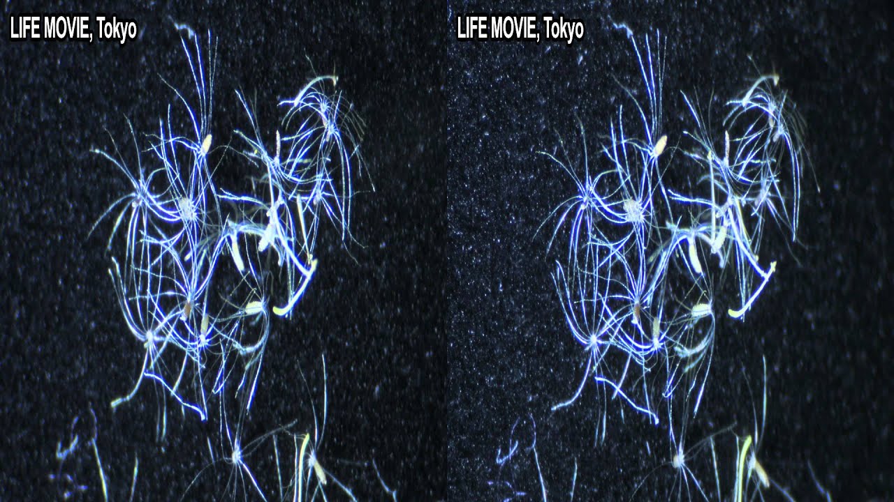 Seeds of a Cudweed 3D ハハコグサの種