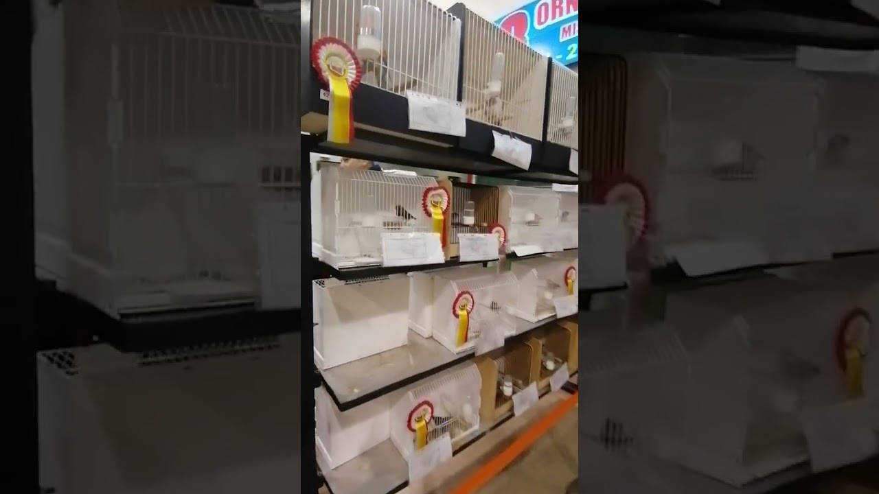 83 Ornitologiczne Mistrzostwa Polski w Gliwicach