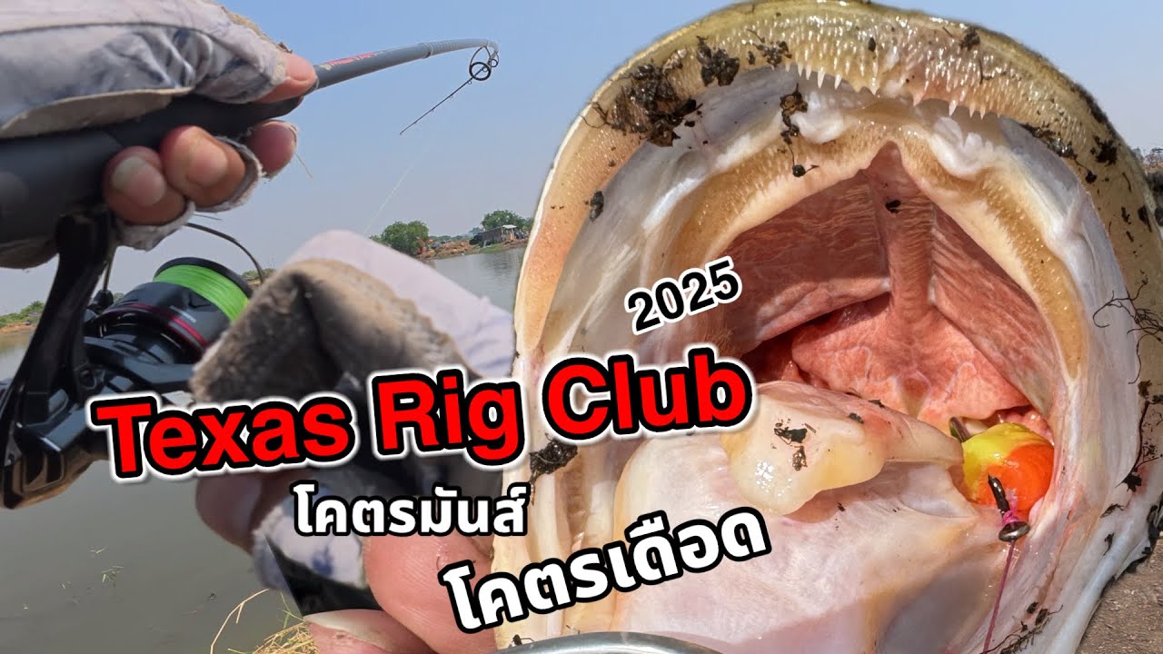 ตกปลาช่อนแข่งงานมิตติ้ง Texas Rig Club กบPT 2025 โคตรมันส์ โคตรเดือด