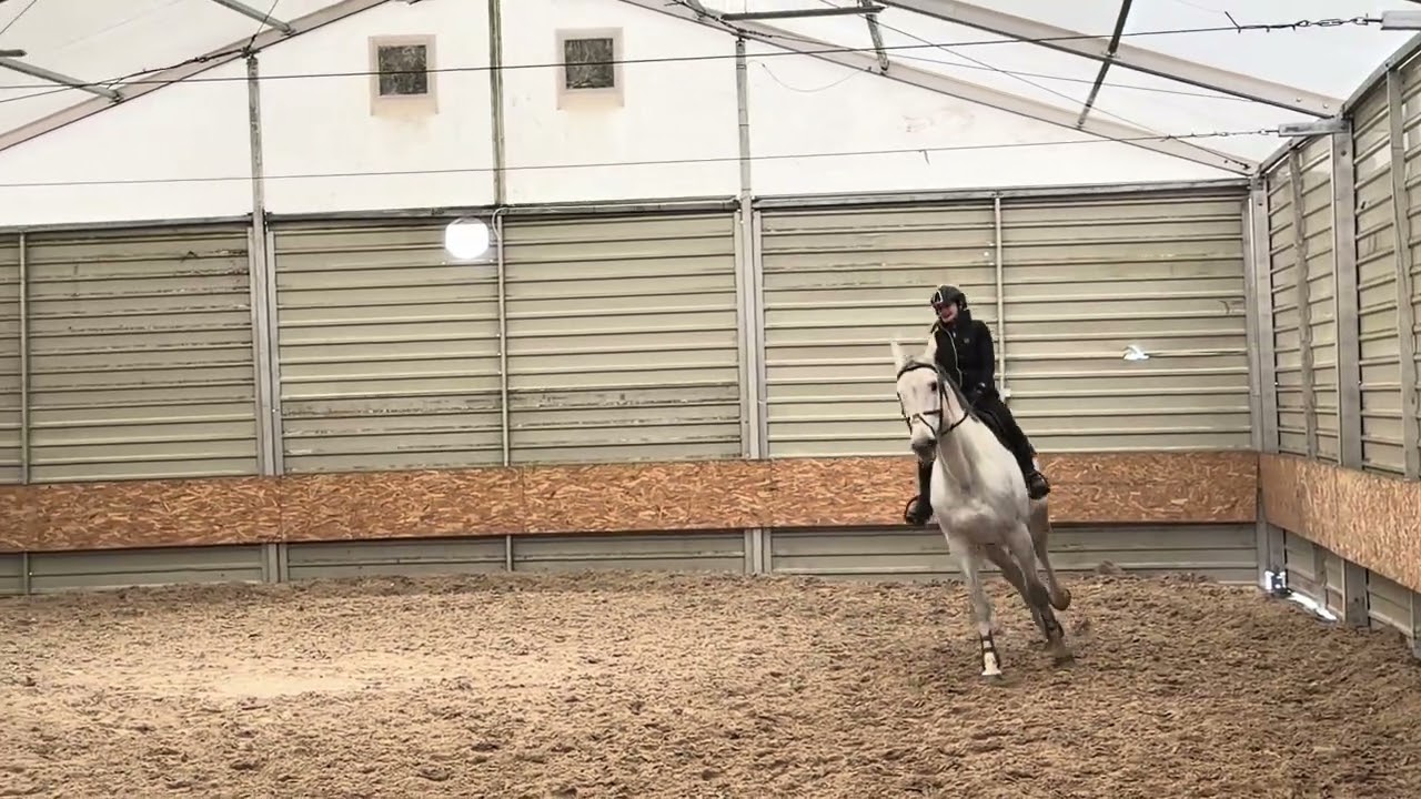 10 yo amateur gelding 
