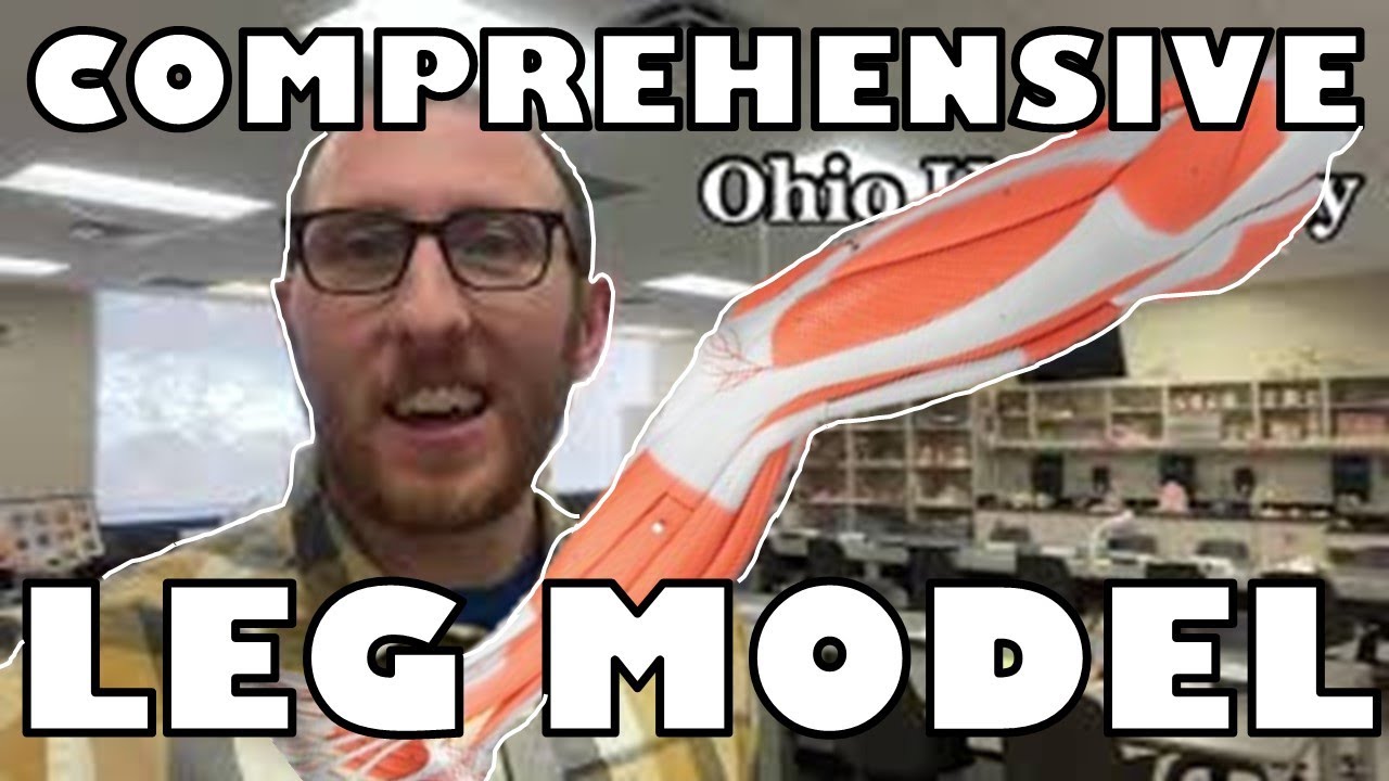 Comprehensive Leg Model