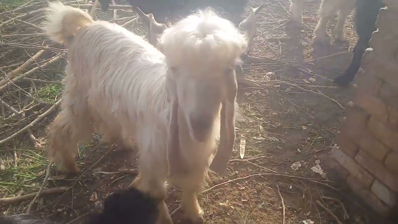 Lahore mi cargo kra rha hoon