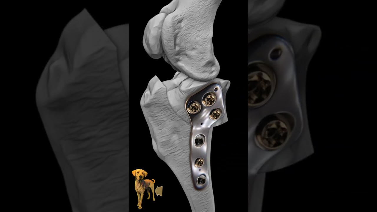 What is TPLO surgery?