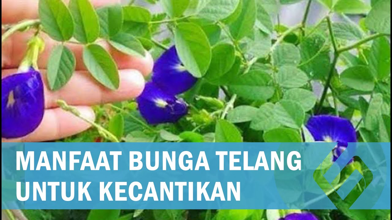 5 Manfaat Bunga Telang untuk Kecantikan Kulit, Banyak Khasiatnya!