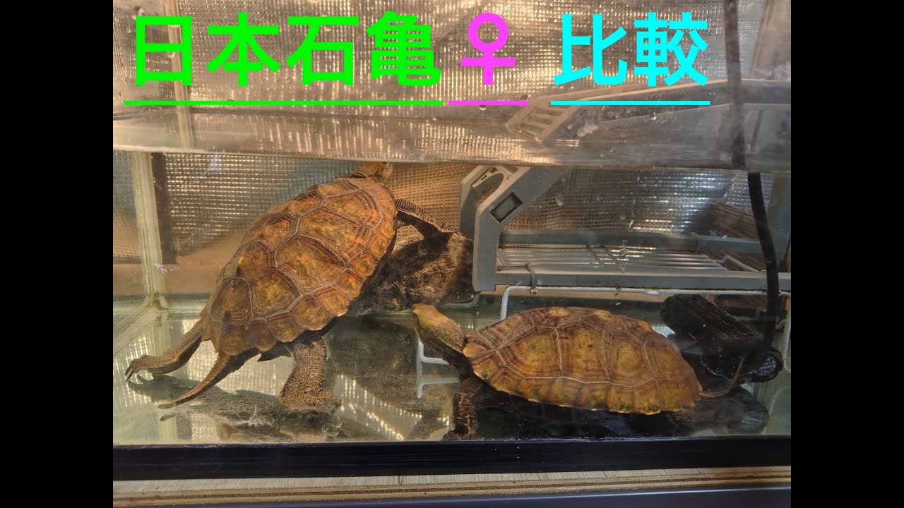 メス亀の甲羅を比較！　良いお年を！