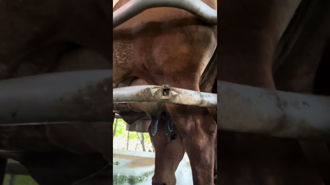 Conoces la oxitocina en el ordeño?