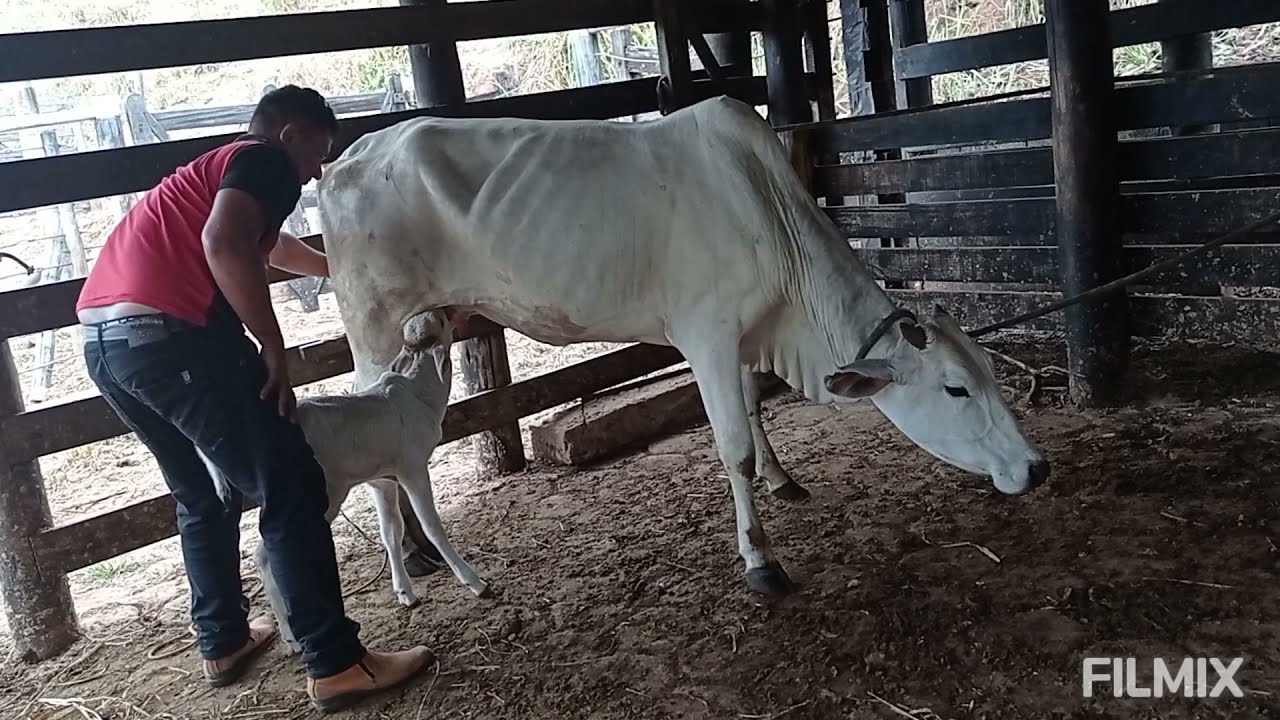 mexendo com a novilha nelore que não deixava a bezerra mamar