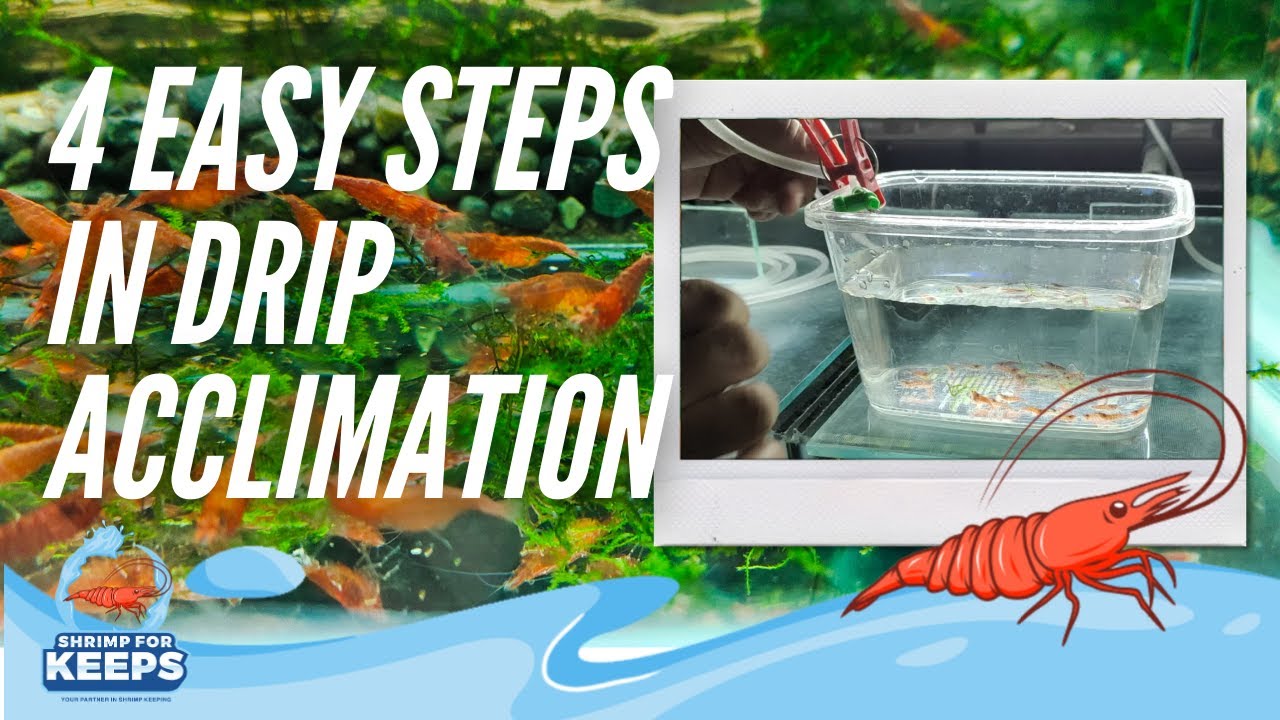 4 EASY STEPS IN DWARF SHRIMP ACCLIMATION