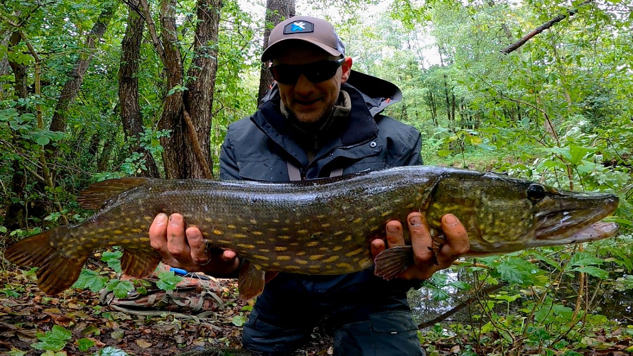 Bydlaki wyszły na żer !!! Ruszył je pierwszy jesienny niż !!!