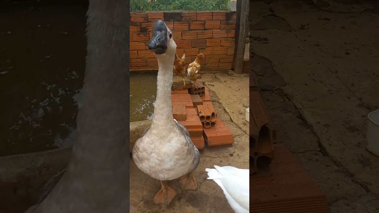 31 de janeiro de 2026